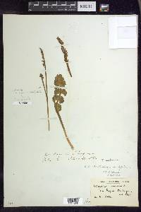 Botrychium minganense image