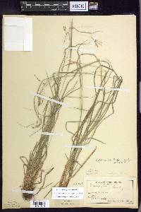 Carex debilis var. rudgei image