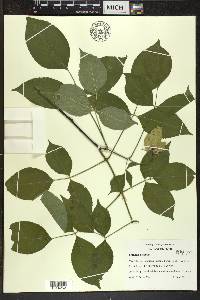 Staphylea trifolia image