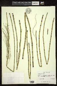 Equisetum fluviatile image