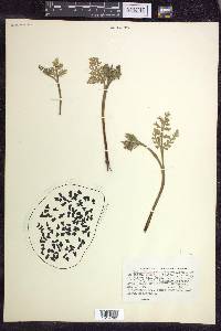 Botrychium matricariifolium image