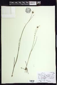 Juncus nodosus image