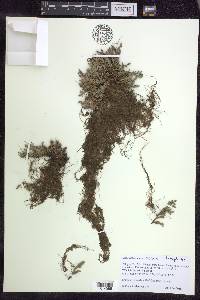 Selaginella rupestris image