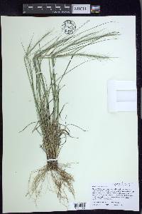 Aristida purpurascens image