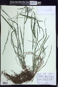 Festuca subverticillata image