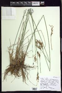 Juncus greenei image