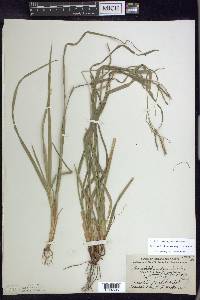 Carex debilis var. rudgei image