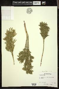 Dendrolycopodium hickeyi image