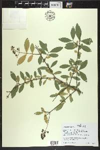 Ligustrum vulgare image