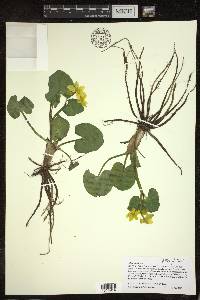 Caltha palustris image