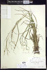 Carex debilis var. rudgei image