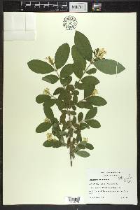 Ligustrum obtusifolium image