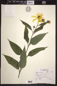 Helianthus tuberosus image