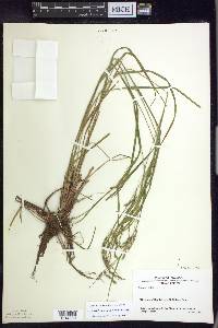 Carex debilis var. rudgei image