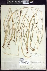 Carex debilis var. rudgei image