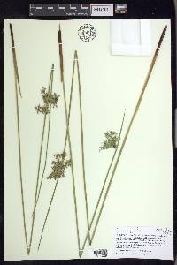 Juncus pylaei image