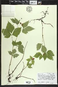 Rubus pubescens image