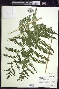 Dryopteris goldieana image