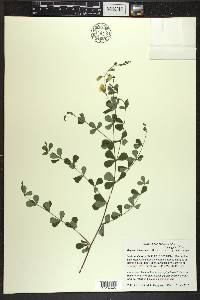 Baptisia tinctoria image