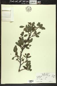 Ilex mucronata image