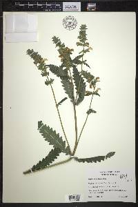 Pedicularis lanceolata image