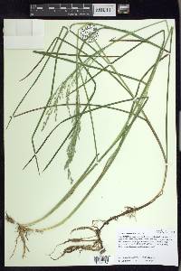 Glyceria canadensis image