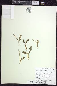 Botrychium simplex image