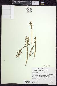 Botrychium minganense image