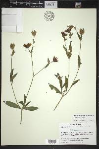 Silene latifolia image