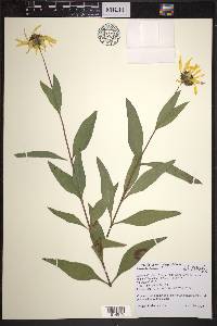 Helianthus pauciflorus image