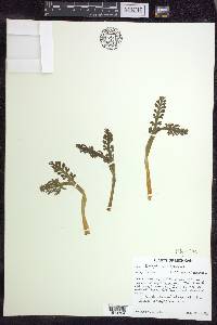 Botrychium minganense image