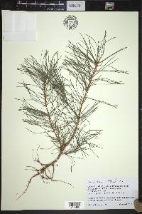 Pinus sylvestris image