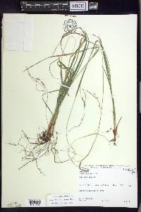 Carex debilis var. rudgei image