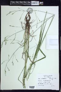 Festuca subverticillata image