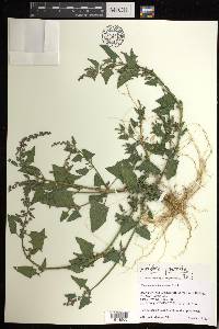 Atriplex prostrata image