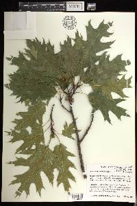 Quercus shumardii image