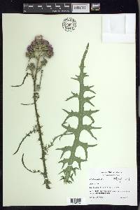 Cirsium palustre image