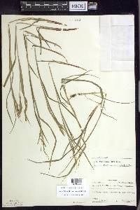 Carex debilis var. rudgei image