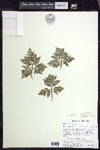 Sceptridium rugulosum image