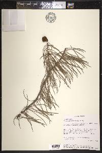 Taxodium ascendens image