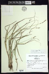 Carex argyrantha image