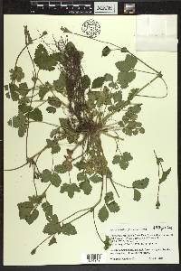 Potentilla indica image