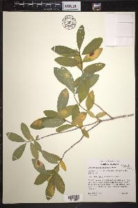 Lonicera oblongifolia image