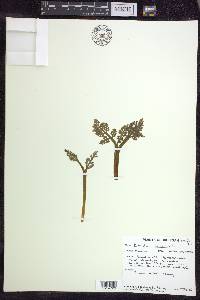 Botrychium matricariifolium image