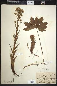 Petasites frigidus var. palmatus image