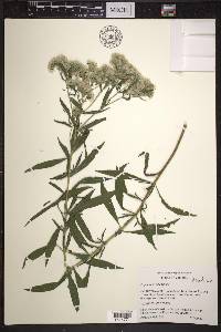 Eupatorium altissimum image