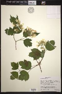 Viburnum opulus image