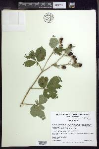 Rubus bifrons image