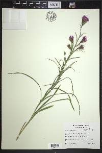 Liatris cylindracea image