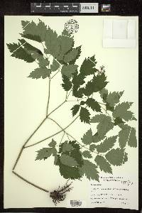 Actaea rubra image